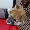 ごはん！