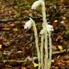 登頂はできなかったけど　黒岳原生林でめずらしい植物に出合えた　久住連山　黒岳（男池湧水～風穴）