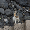 隣県西部離島のねこさん