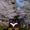 桜満開の津軽鉄道芦野公園駅に到着する、DD352の牽く旧型客車を撮る！