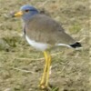 神原町に飛来した鳥        　　神原町地内草地で見かけたケリ