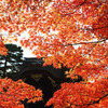  Kyoto Palace Garden, Kyoto City.  Photo