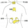 じじぃの「科学・芸術_418_内臓の進化・ホルモン」