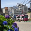 入梅と梅雨入りがほぼ一緒な関東　紫陽花の季節