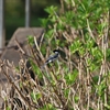 2025年04月12日）代々木公園での野鳥観察レポート／コゲラやツグミなど