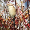 ２月終り頃目撃の「ア鳥」＆「月ツ！」～モズ＆上弦の月等～（その１）