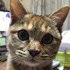 我が家に猫が来た日から今までを振り返る。