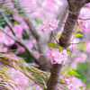 まぼろし博覧会の桜とメジロ