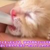 母猫とはぐれて倒れいる子猫を保護