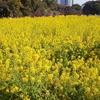 【中央区】浜離宮恩賜庭園の菜の花【日本庭園】