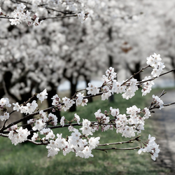 桜三題