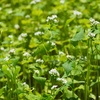 蕎麦の花。