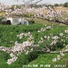 見頃の桜＆何を信じていいのやら