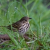 2023.04　ビンズイ，ヒレンジャク (Olive-backed Pipit, Japanese Waxwing) 