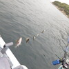 ４月１７日メバル釣行　真鯛バラシ　４月２０日リベンジ初真鯛