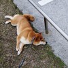 やる気なし子さん