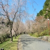 花めぐりシリーズ： 世羅甲山ふれあいの里・桜まつり ①（広島県世羅郡世羅町）