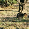 2年前の大阪城公園猫