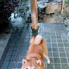 🍊パワーゆめうめコンビの物語