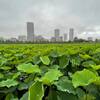 雨の日のお散歩に上野公園へ♪2021年の不忍池の蓮の開花状況と見ごろは？