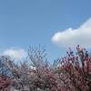  散り紅葉 絨毯もみじ 祇園寺 見頃時期は？