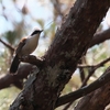 ハクオウチョウ White-crested Laughingthrush