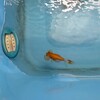 プラ舟のコケを残して水質を維持