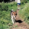 愛犬Ｌの物語　その４　夏バテとブドウ中毒