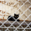 近隣住宅街のねこさん