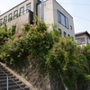 2014/05/22　今年はノリ面バラ化計画も一段と完成に近づいた。