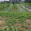 除草作業と摘芯　7月末花が咲く