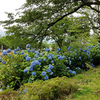 高田公園の極楽橋の紫陽花（あじさい）の花