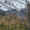 チュウヒ　大陸型成鳥