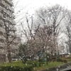 春雨にしずしず上がる永代経