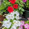 花ありてこそ。。