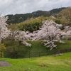 琵琶湖疏水お花見ハイク