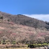 湯河原梅園の開花状況　2023年2月23日は5分咲き