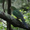 キンショウジョウインコ(Australian King-Parrot)