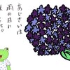 あじさい
