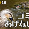 0916【カルガモと亀がゴミを食べそうに、酷い】ヒヨドリ幼鳥の水浴び、スズメの米騒動、カエルがカラスに食べられる、カワセミにチョウゲンボウ【今日撮り野鳥動画まとめ】 #身近な生き物語