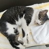 びっしょりで帰ってきた、ちびちゃん