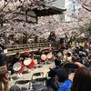 天孫神社　桜祭り🌸