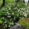 梅雨の智積院のクチナシ。