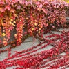蔦の葉の紅葉＆小林酒造の『巳』の日本酒を求めて