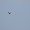 ベニヘラサギ(Roseate Spoonbill)