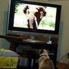 テレビ好きの猫