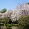 水前寺公園　桜満開