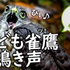 ツミの幼鳥【野鳥図鑑・鳴き声図鑑】親を呼ぶ鳴き声