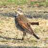 ウグイスの初鳴きを聞く