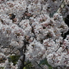 一人花見ノ巻①